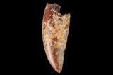 Serrated, Raptor Tooth - Real Dinosaur Tooth #163898-1